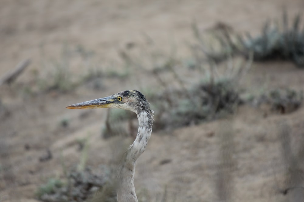 a bird with a long neck standing in the sand