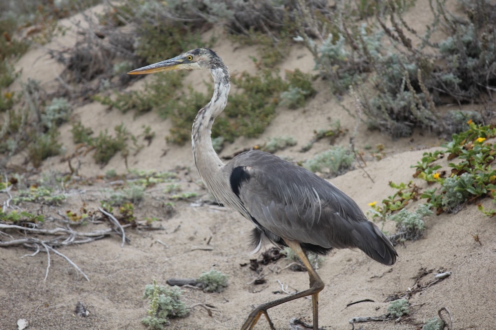 a bird standing on top of a sandy beach