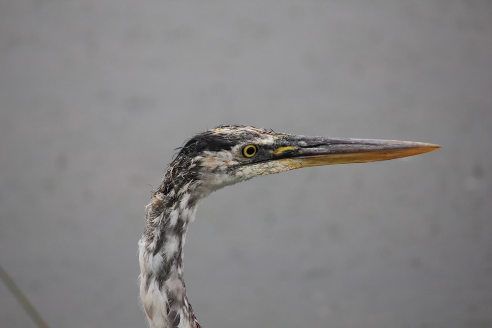 a close up of a bird with a long neck