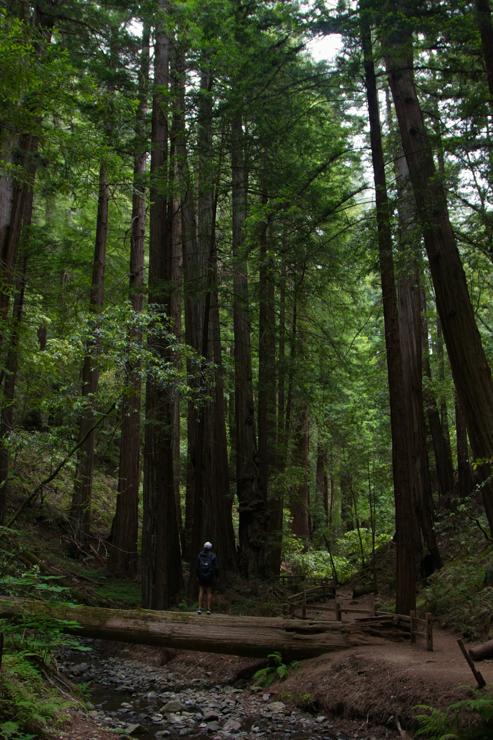 Una persona parada sobre un tronco en medio de un bosque