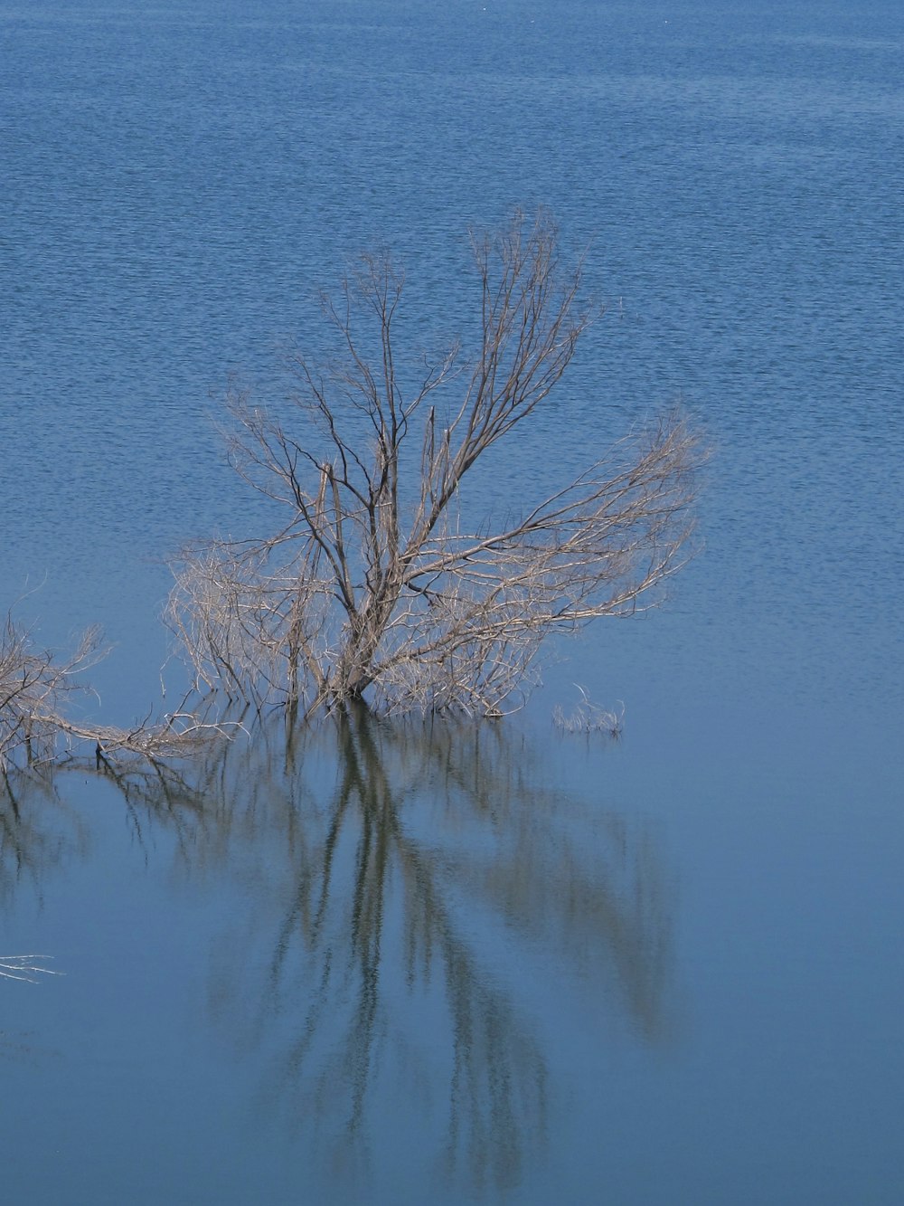 a lone tree in the middle of a body of water