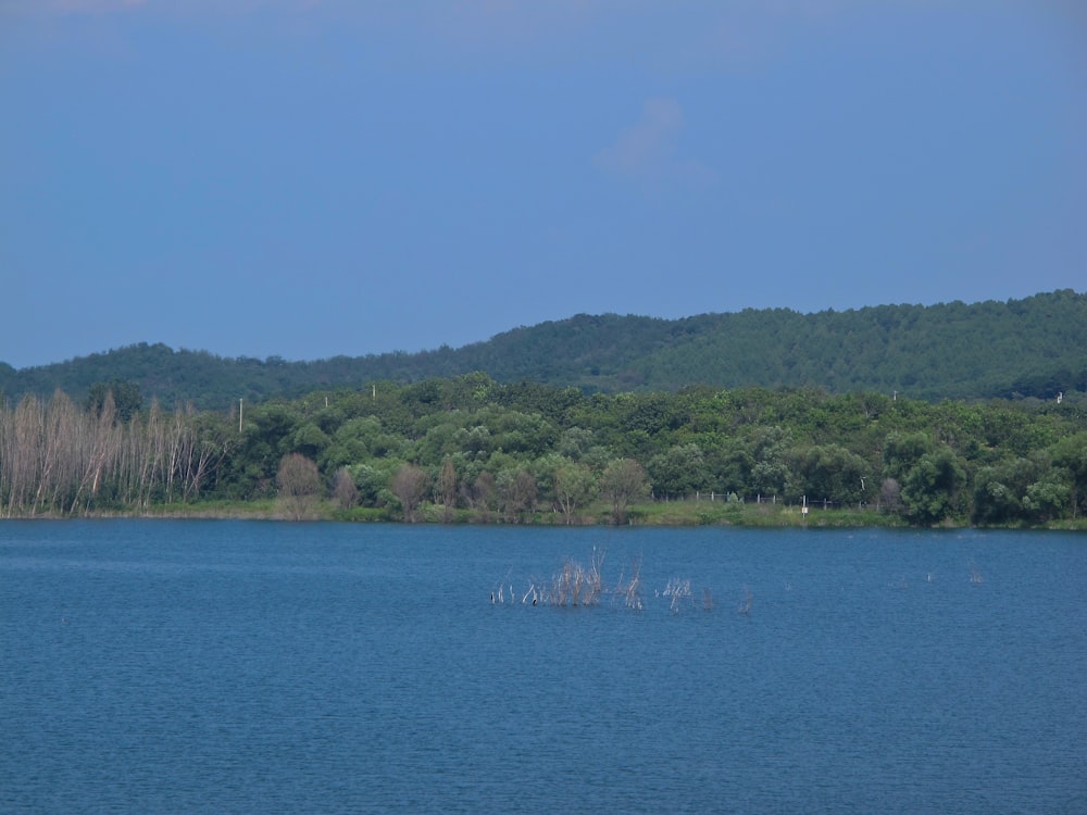 a large body of water with trees in the background