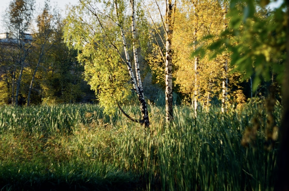 a grassy field with trees in the background