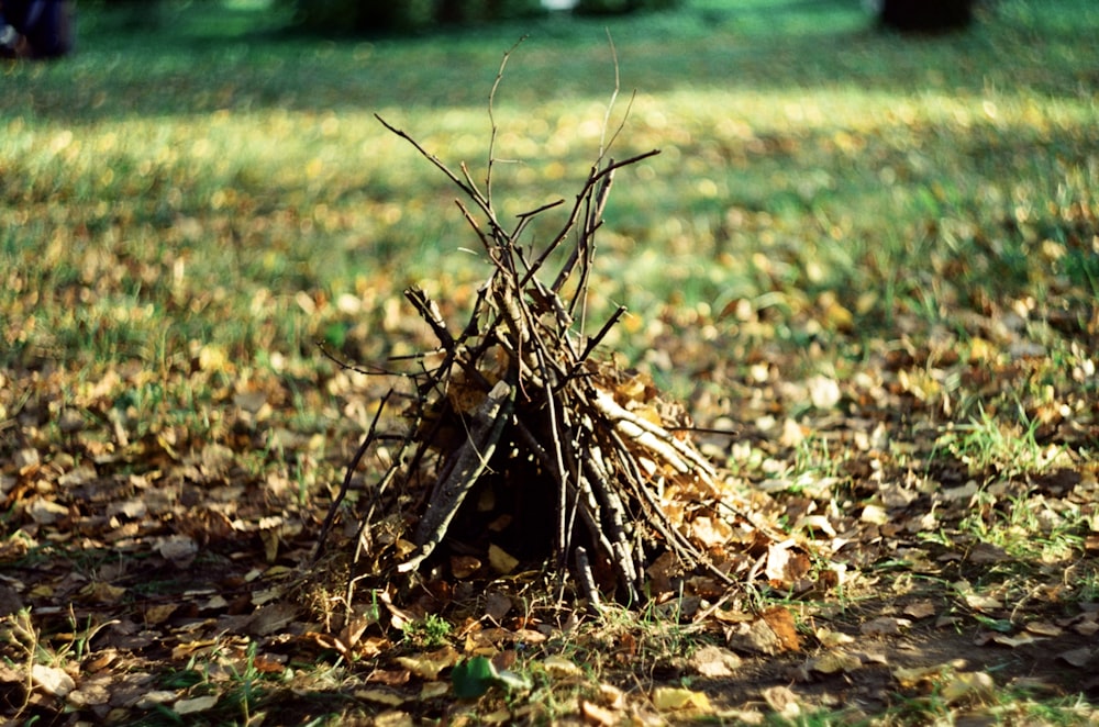 Un tipi sentado en medio de un campo