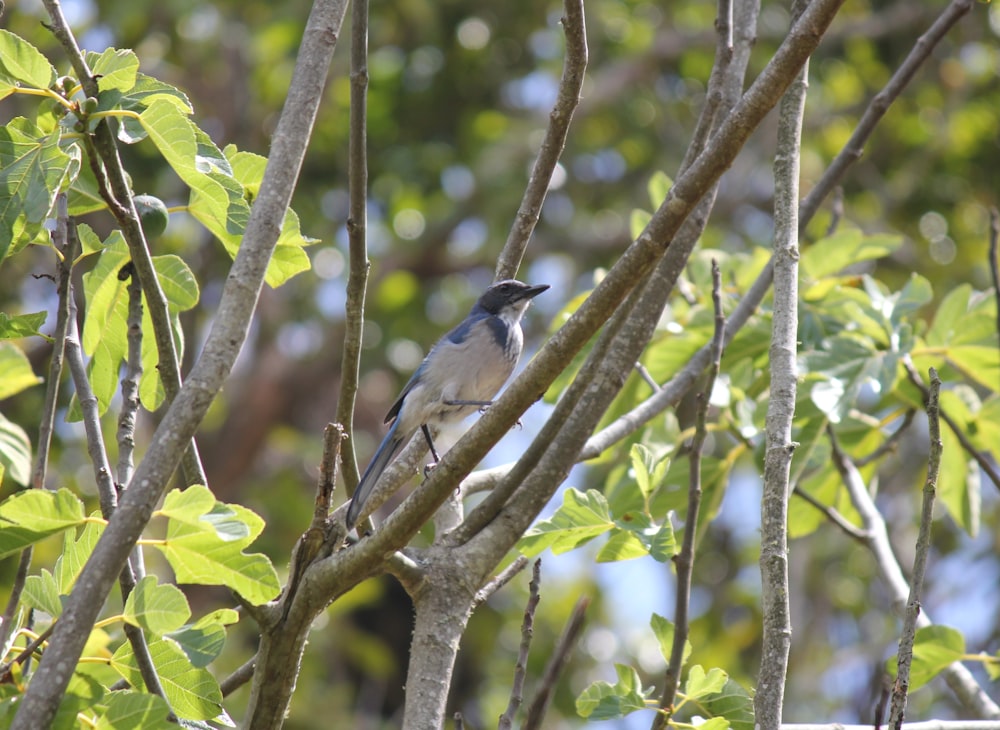 a small bird perched on a tree branch