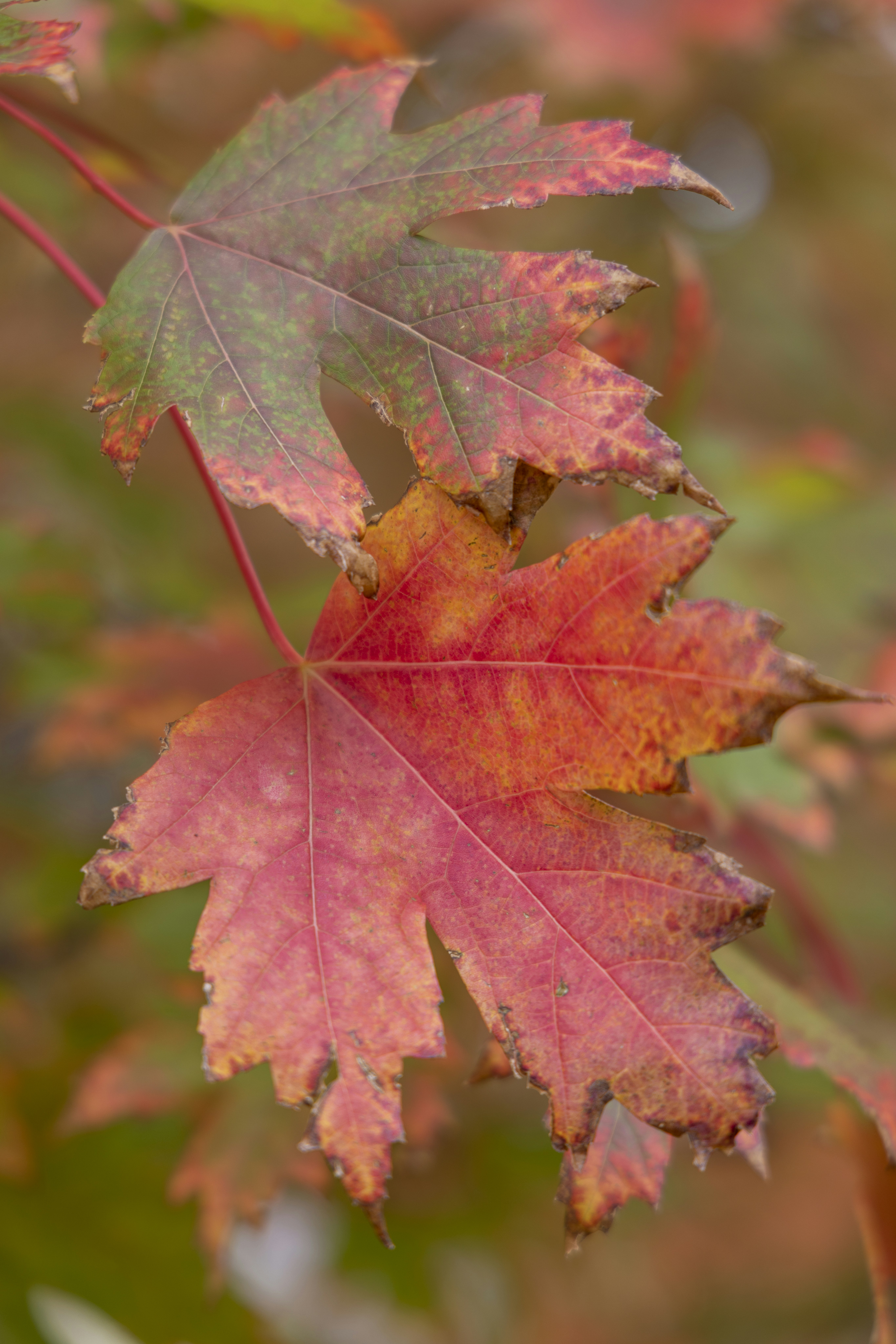 Photo by stephenmabbs