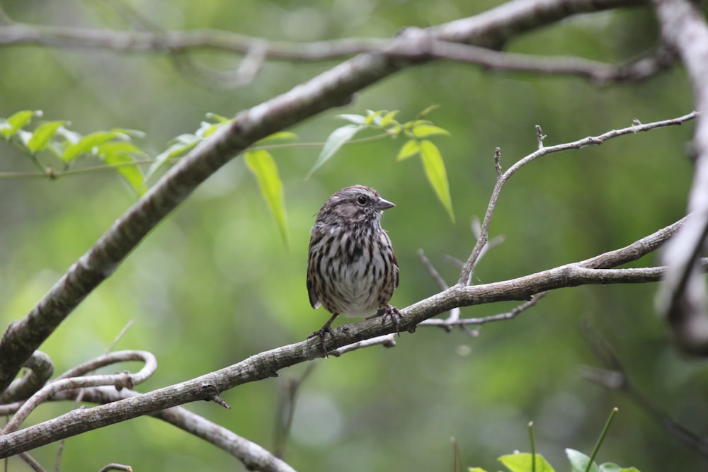 a small bird perched on a tree branch