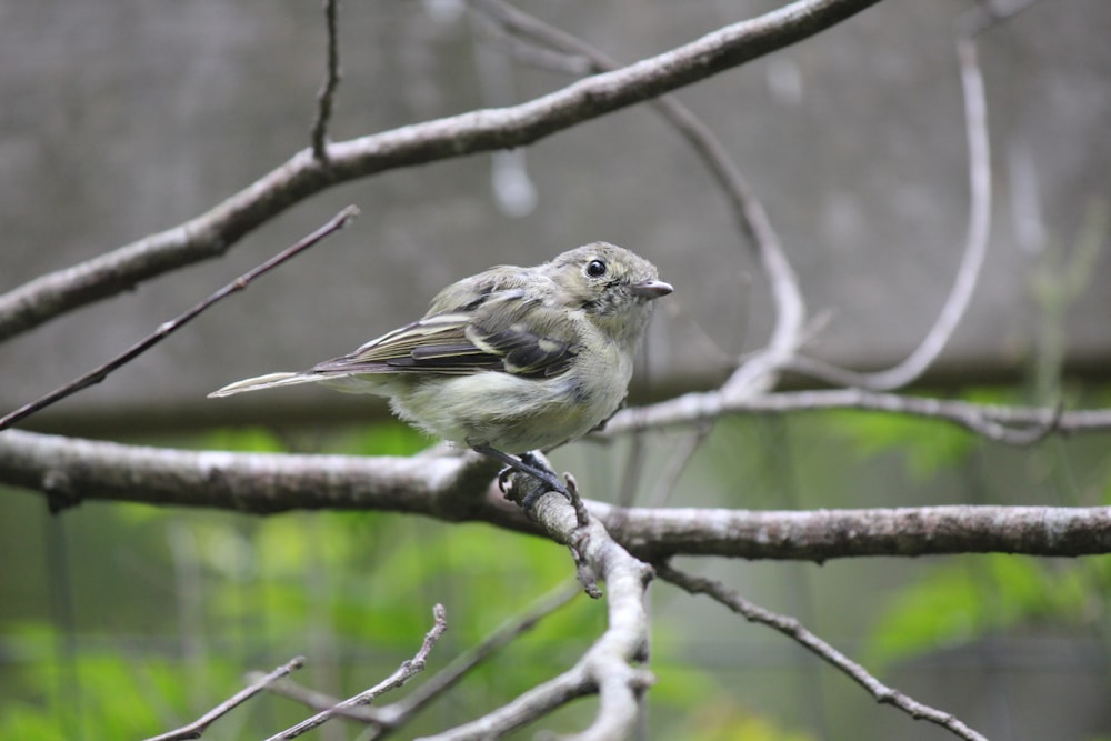 a small bird perched on a tree branch