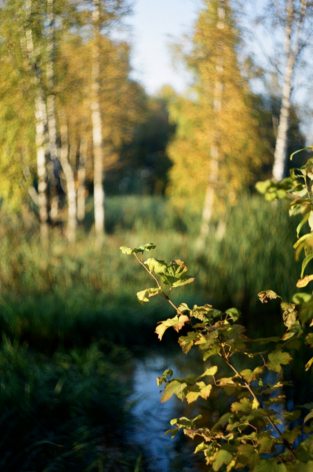 a river running through a lush green forest