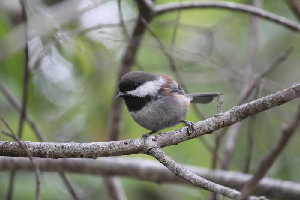 a small bird perched on top of a tree branch