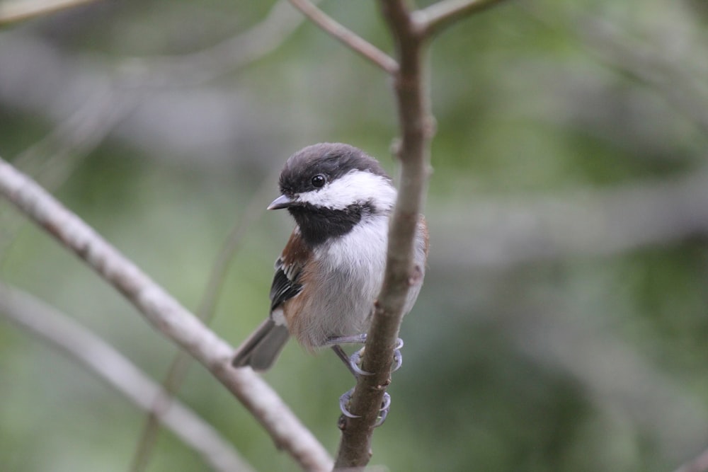 a small bird perched on top of a tree branch