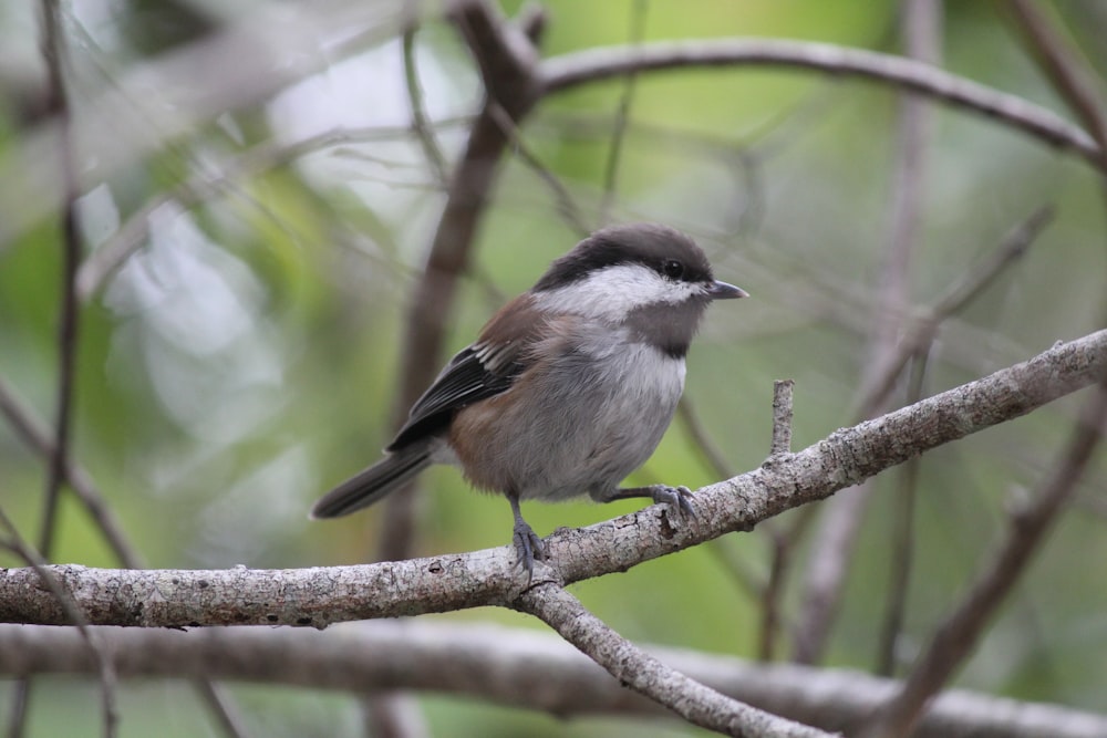 a small bird perched on a tree branch