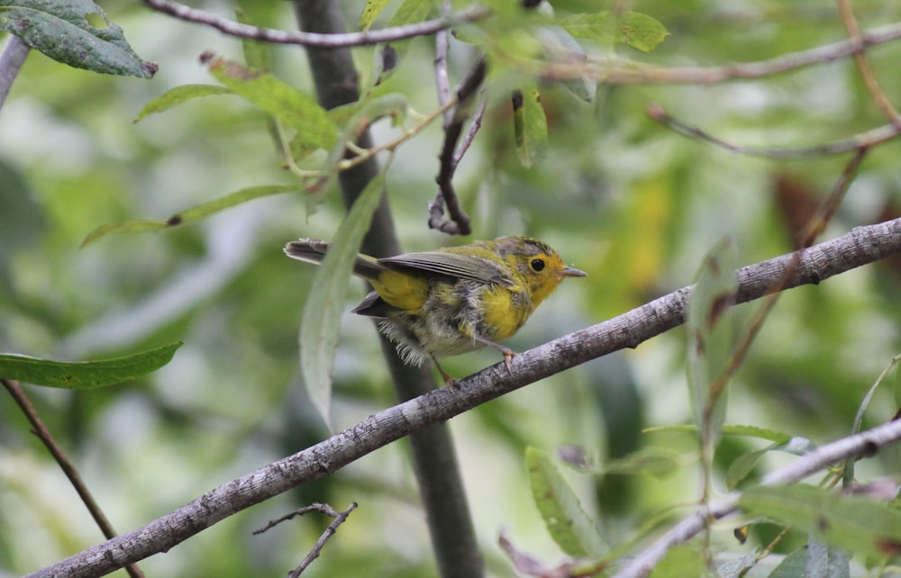 a small yellow bird perched on a tree branch