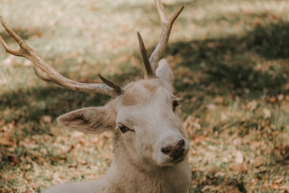 a close up of a deer with antlers on it's head