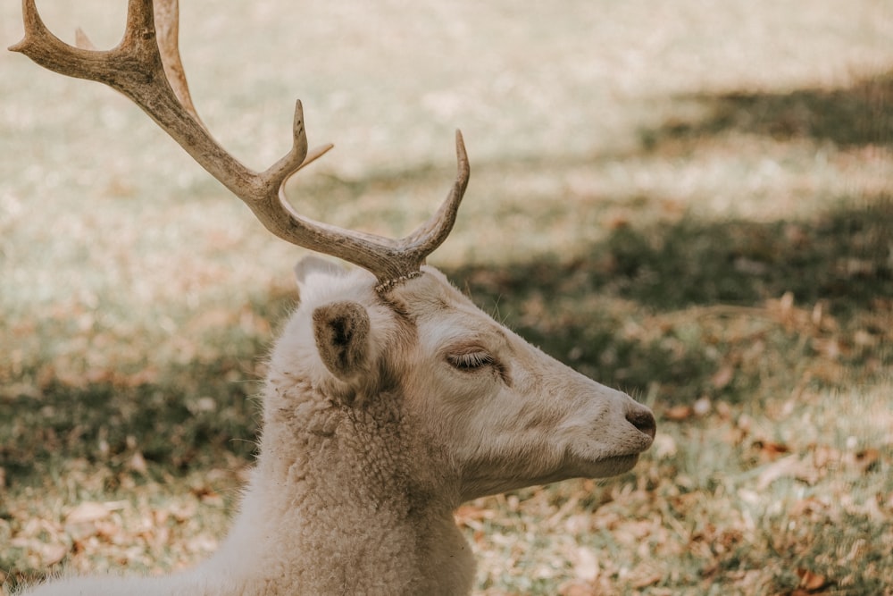 a close up of a deer with antlers on it's head