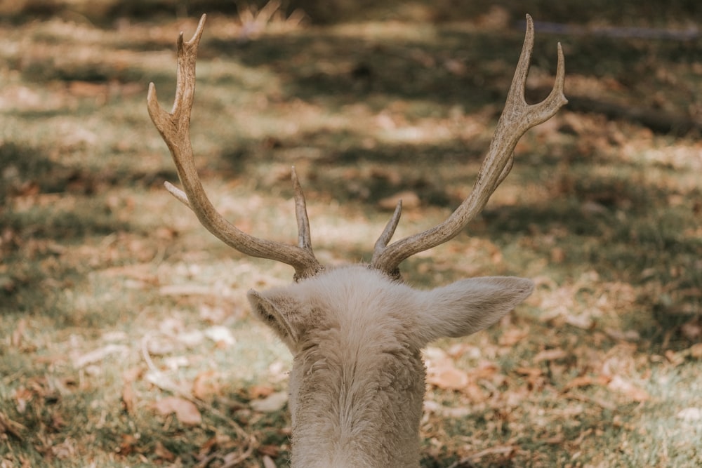 a close up of a deer with antlers on it's head