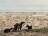 A family of wild otters playing in a clear river surrounded by lush greenery
