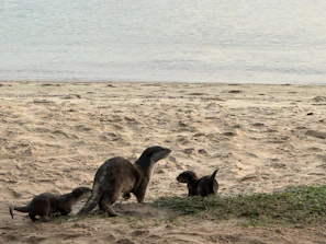 A family watching a playful group of otters in their naturalistic enclosure.