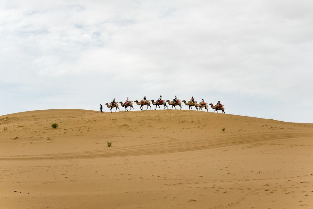 a group of people riding horses across a desert