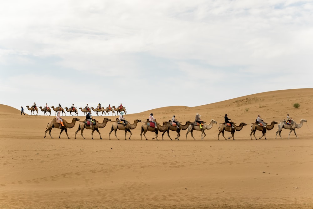 a group of people riding camels across a desert