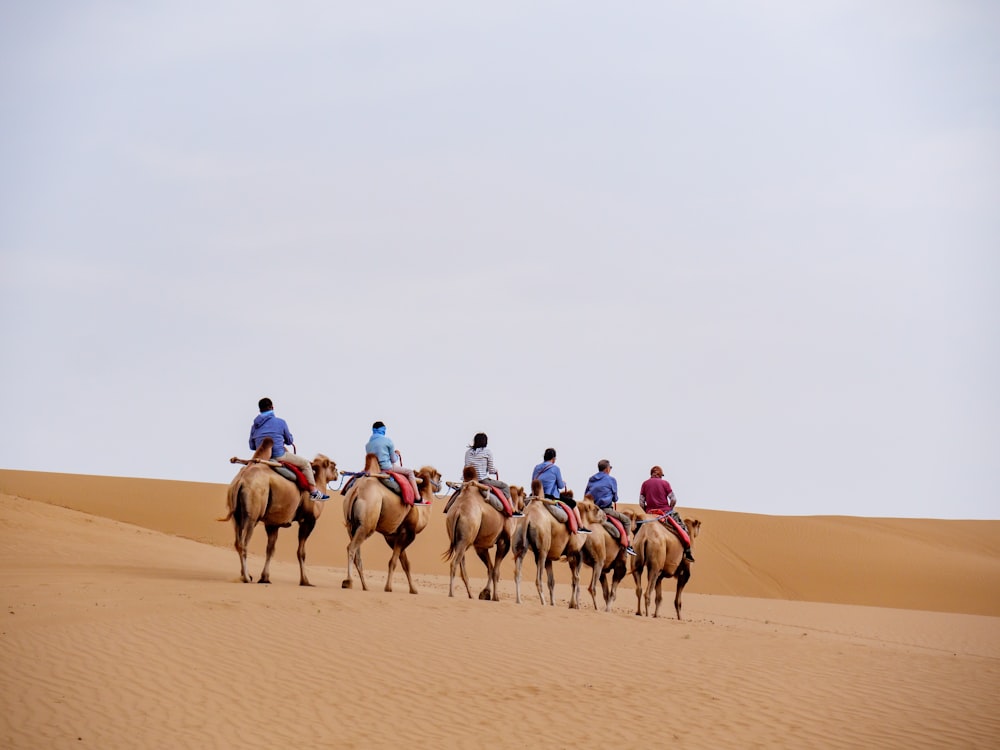 a group of people riding on the backs of camels