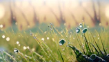 Early morning dew sparkling on fresh lettuce leaves in the garden bed.