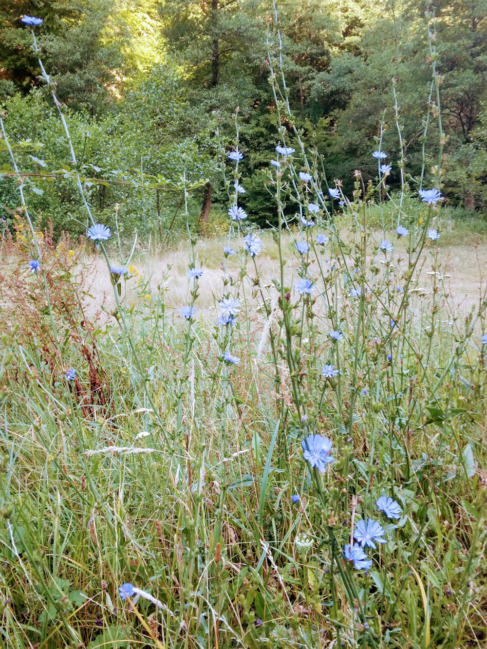 a bunch of blue flowers growing in a field