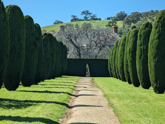 A pathway lined with tall, dark green, manicured hedges leads to a stone archway. In the background, rolling green hills and scattered trees create a serene, natural scene. A house partially obscured by leafless trees is visible beyond the archway.