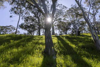 Sunlight filtering through trees onto a grassy open lot.