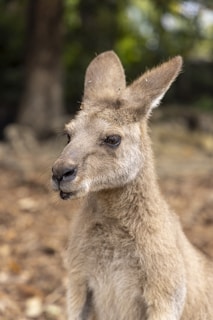 A young kangaroo with soft, light brown fur and large, expressive eyes appears in a natural setting with a blurred background of trees and foliage.