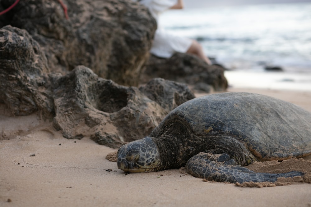 a large turtle laying on top of a sandy beach