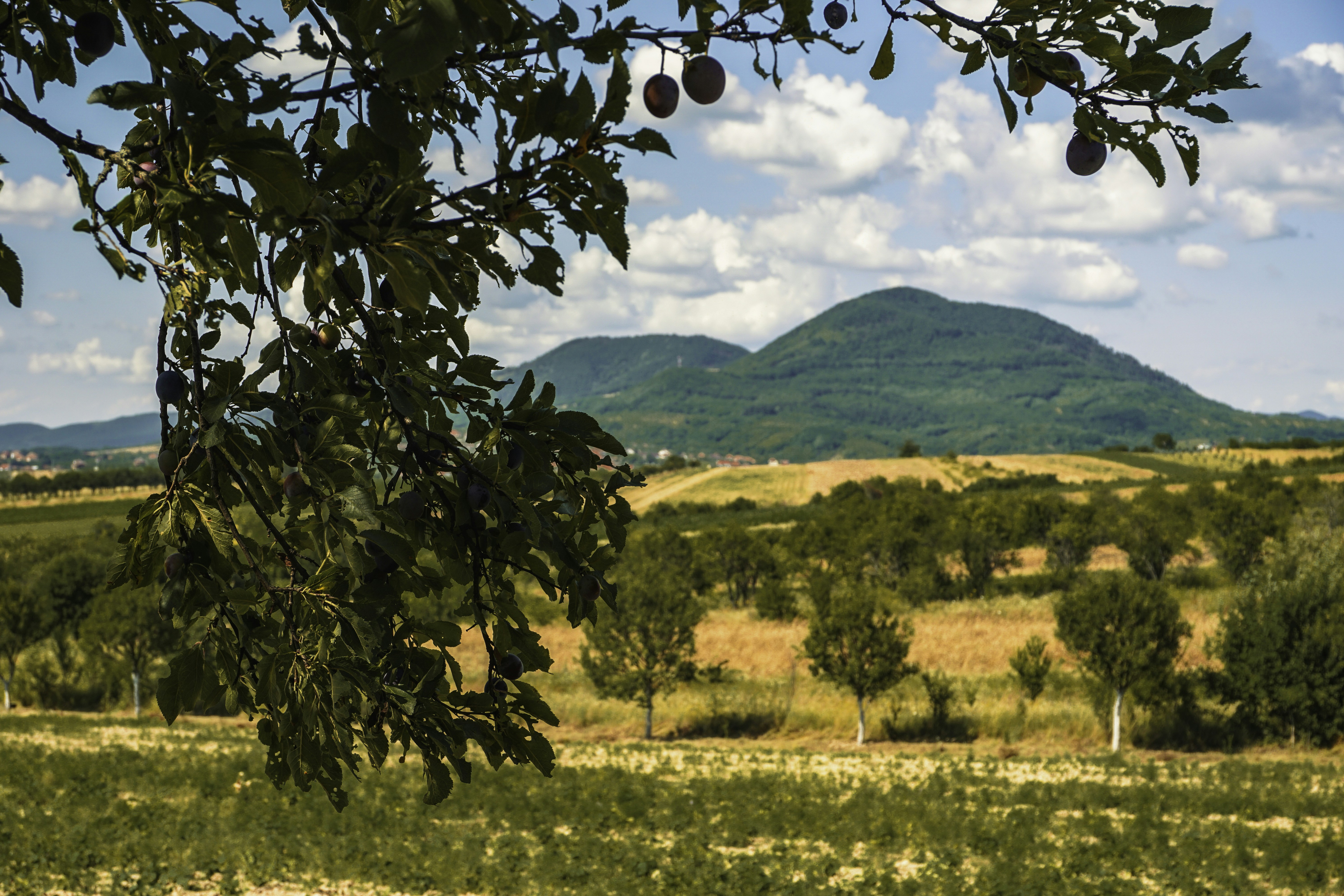 a view of a mountain range from a distance
