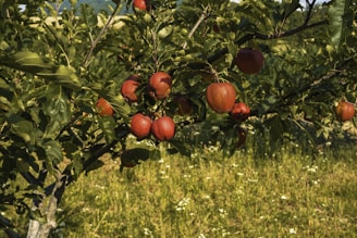 A lush apple tree with numerous ripe, red apples hanging from its branches. The tree is set in a green field with scattered small white flowers. The background includes other foliage and a hint of blue sky.