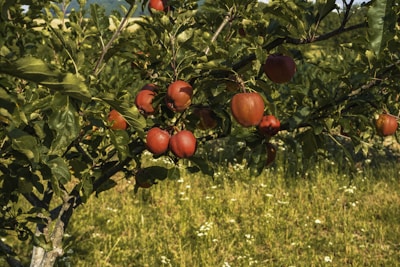 A lush apple tree with numerous ripe, red apples hanging from its branches. The tree is set in a green field with scattered small white flowers. The background includes other foliage and a hint of blue sky.