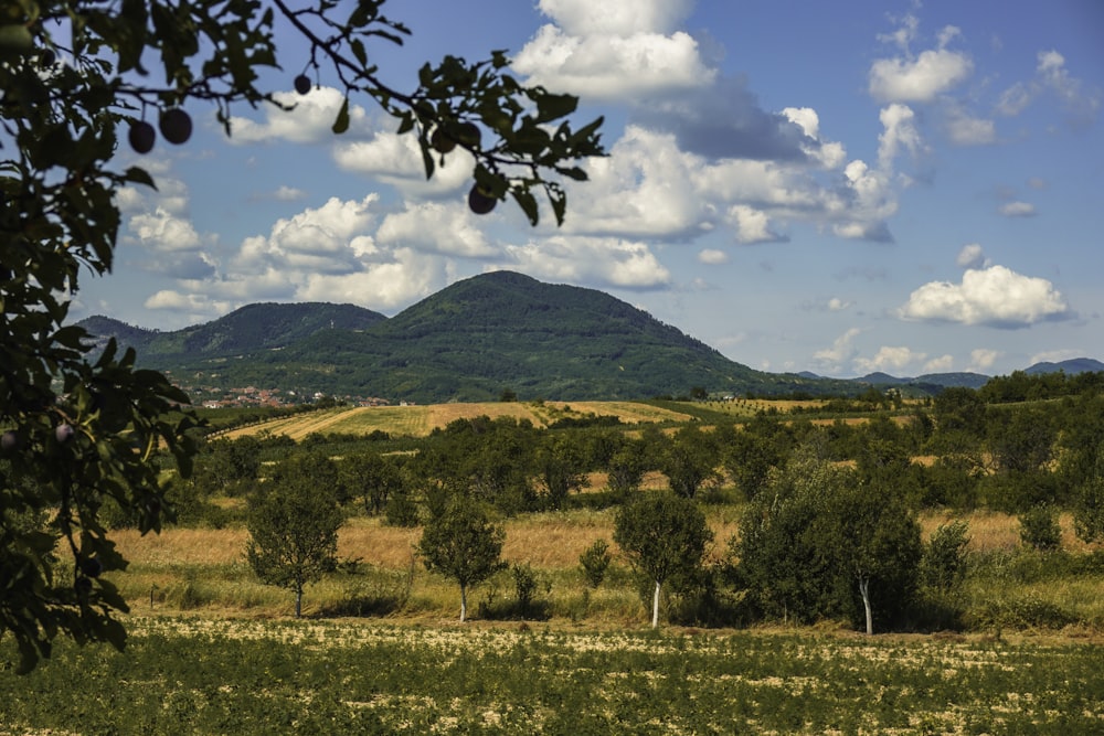 a field with a mountain in the background