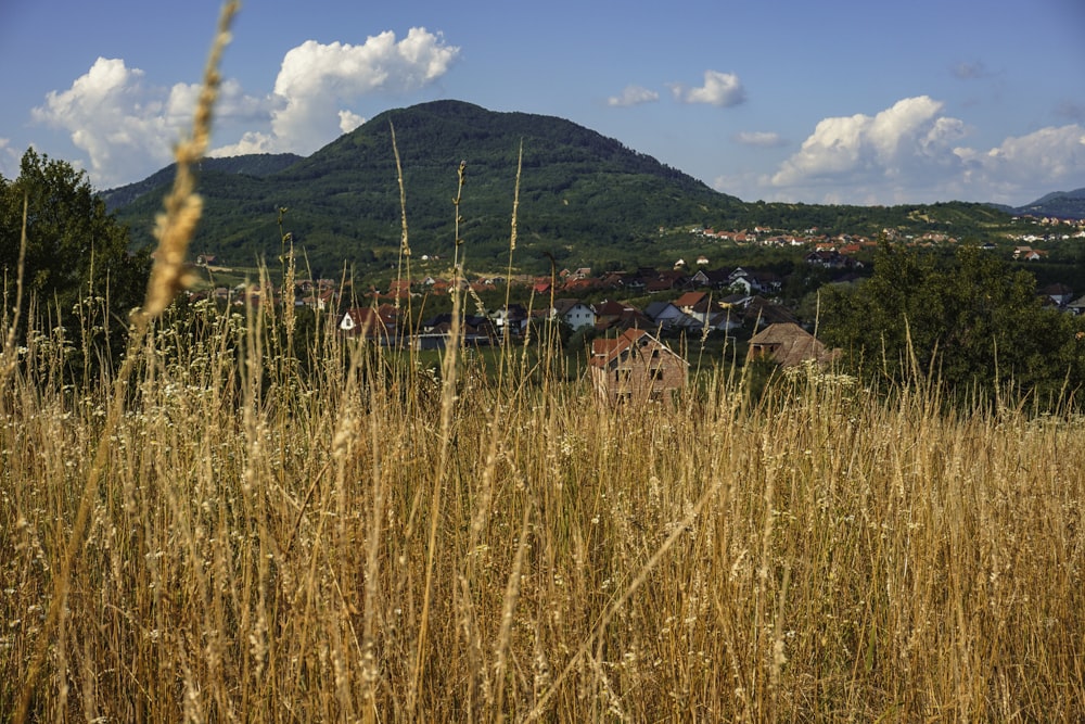 a grassy field with a mountain in the background