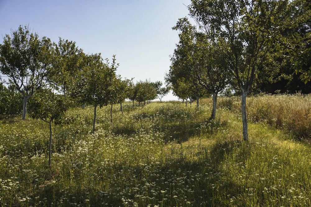 a grassy field with trees and flowers in the foreground