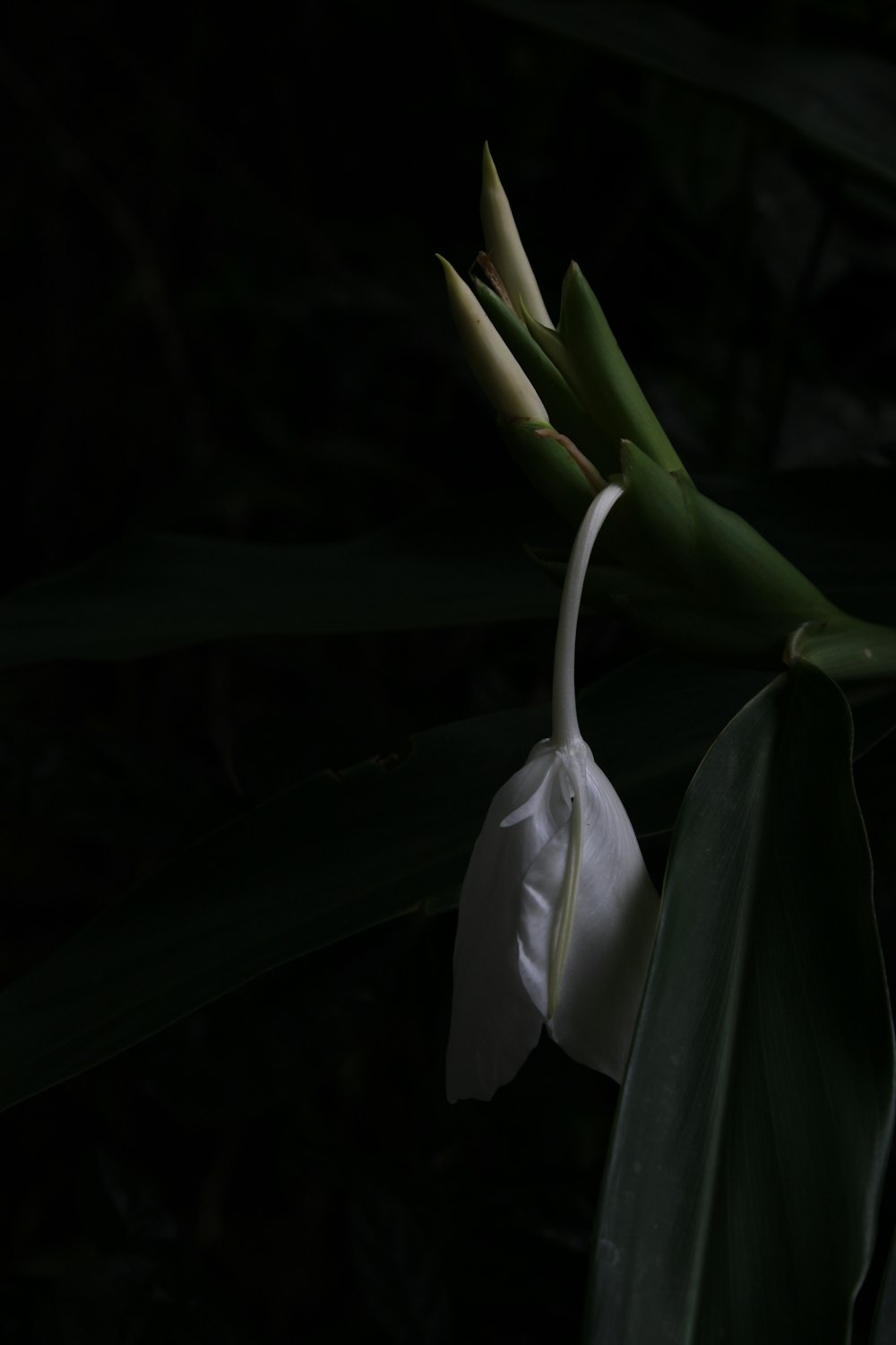 a white flower with green leaves in the dark