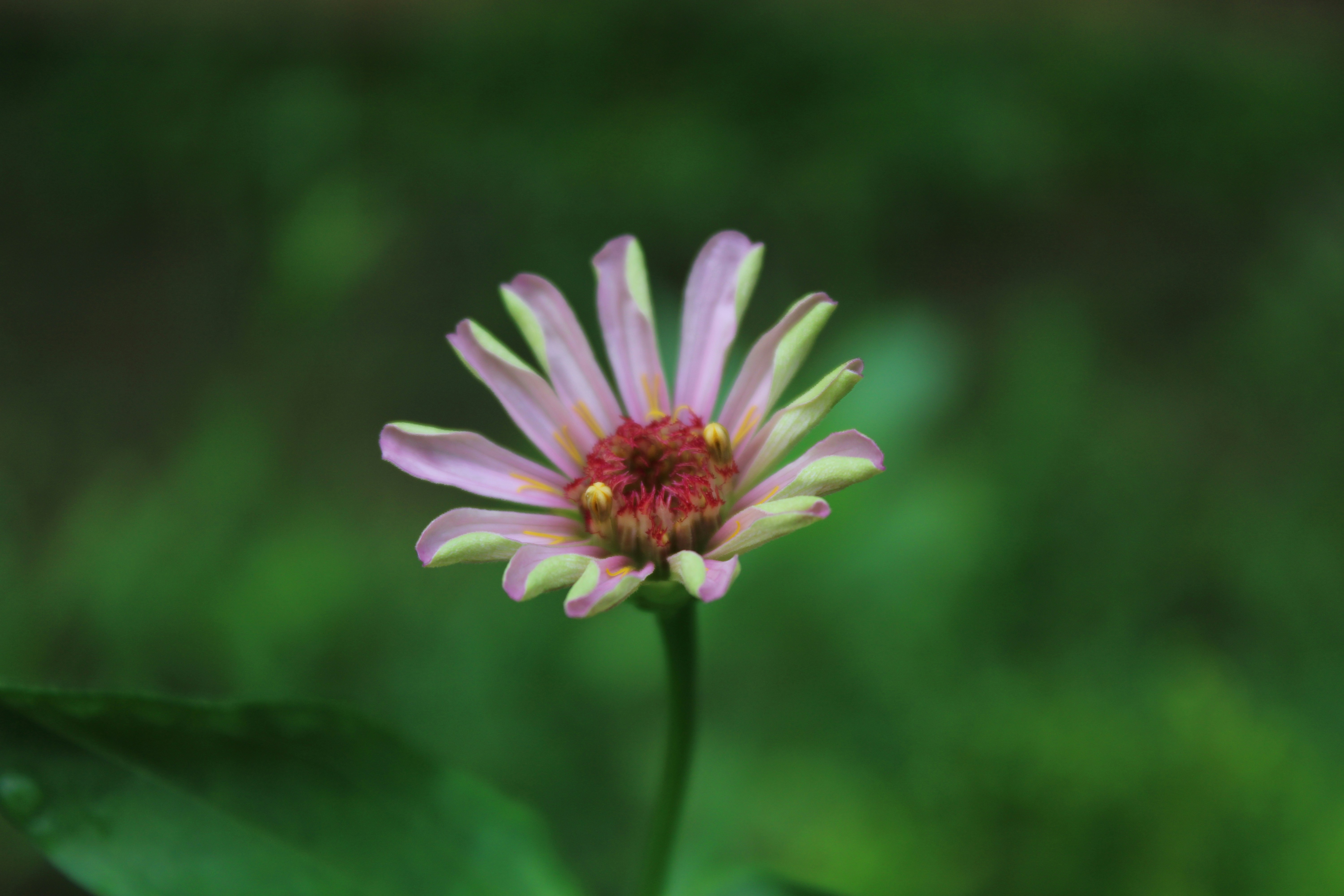 Photo by dilani_wicky