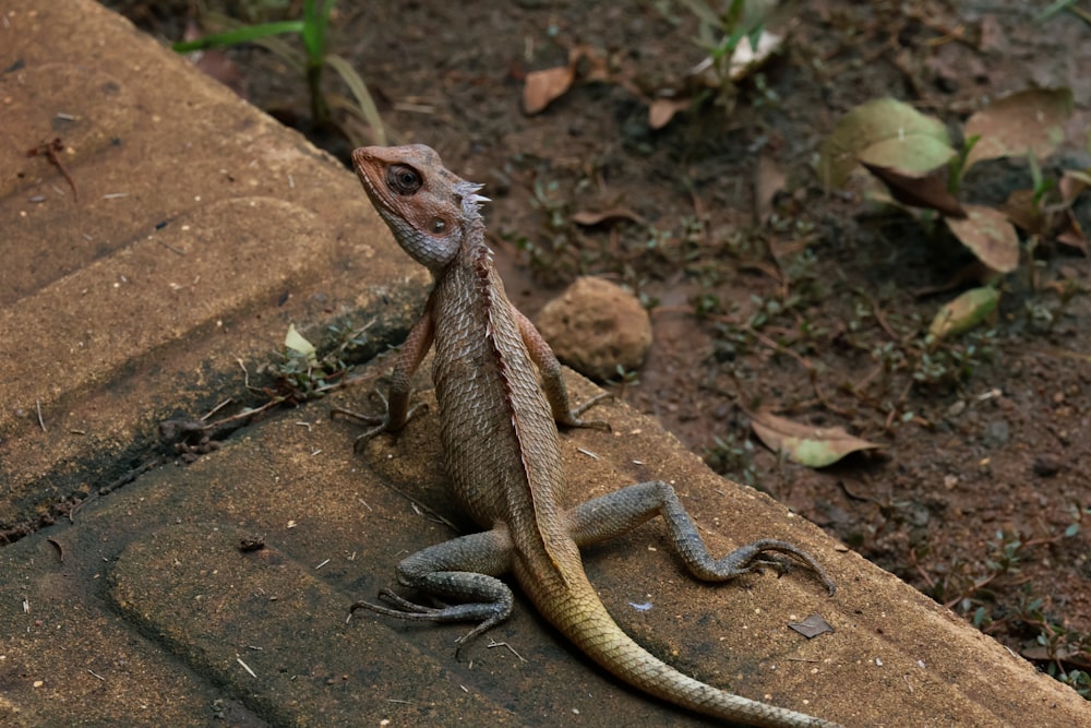 a lizard is sitting on the edge of a brick wall