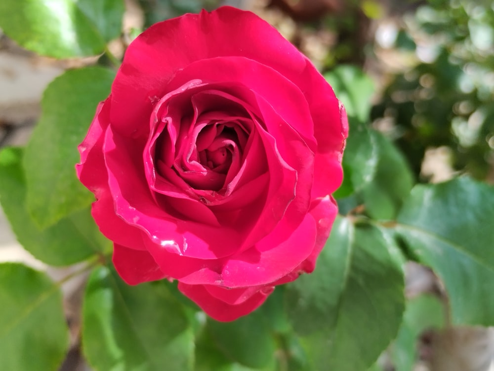 a red rose with green leaves in the background