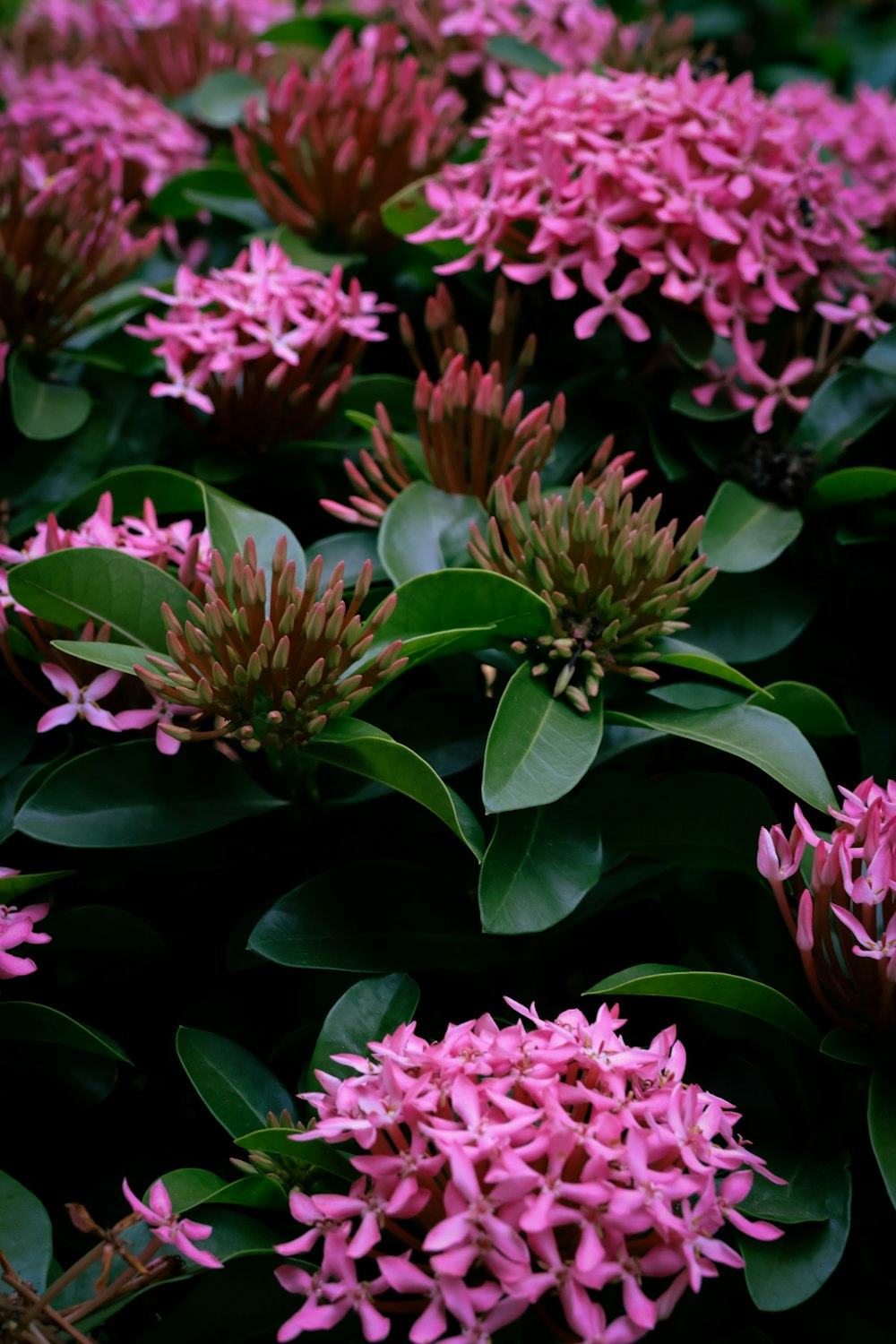 a bunch of pink flowers with green leaves