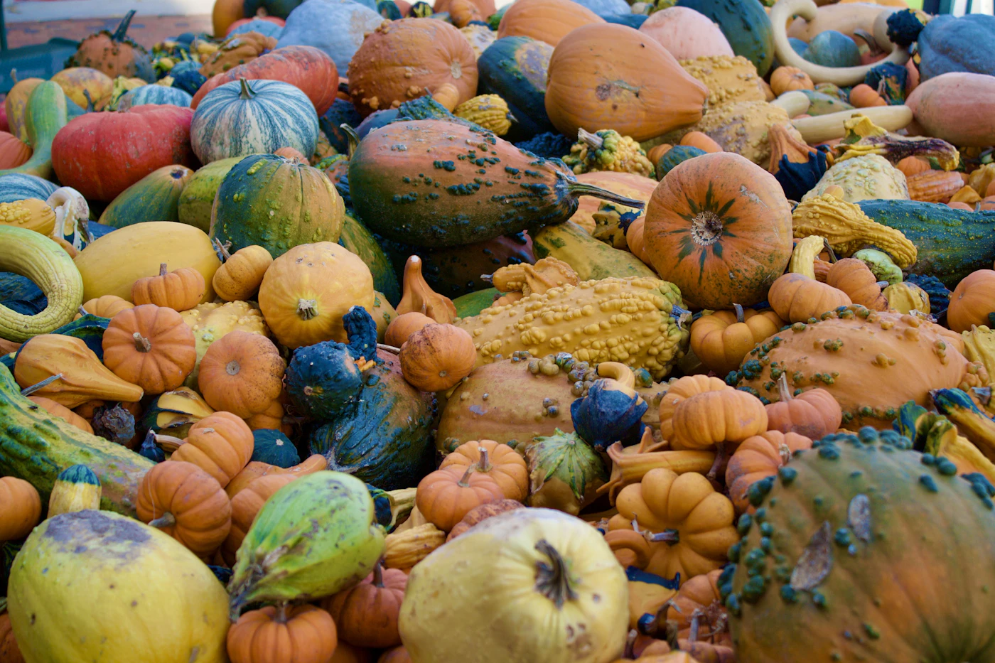 A pile of pumpkins and winter squash