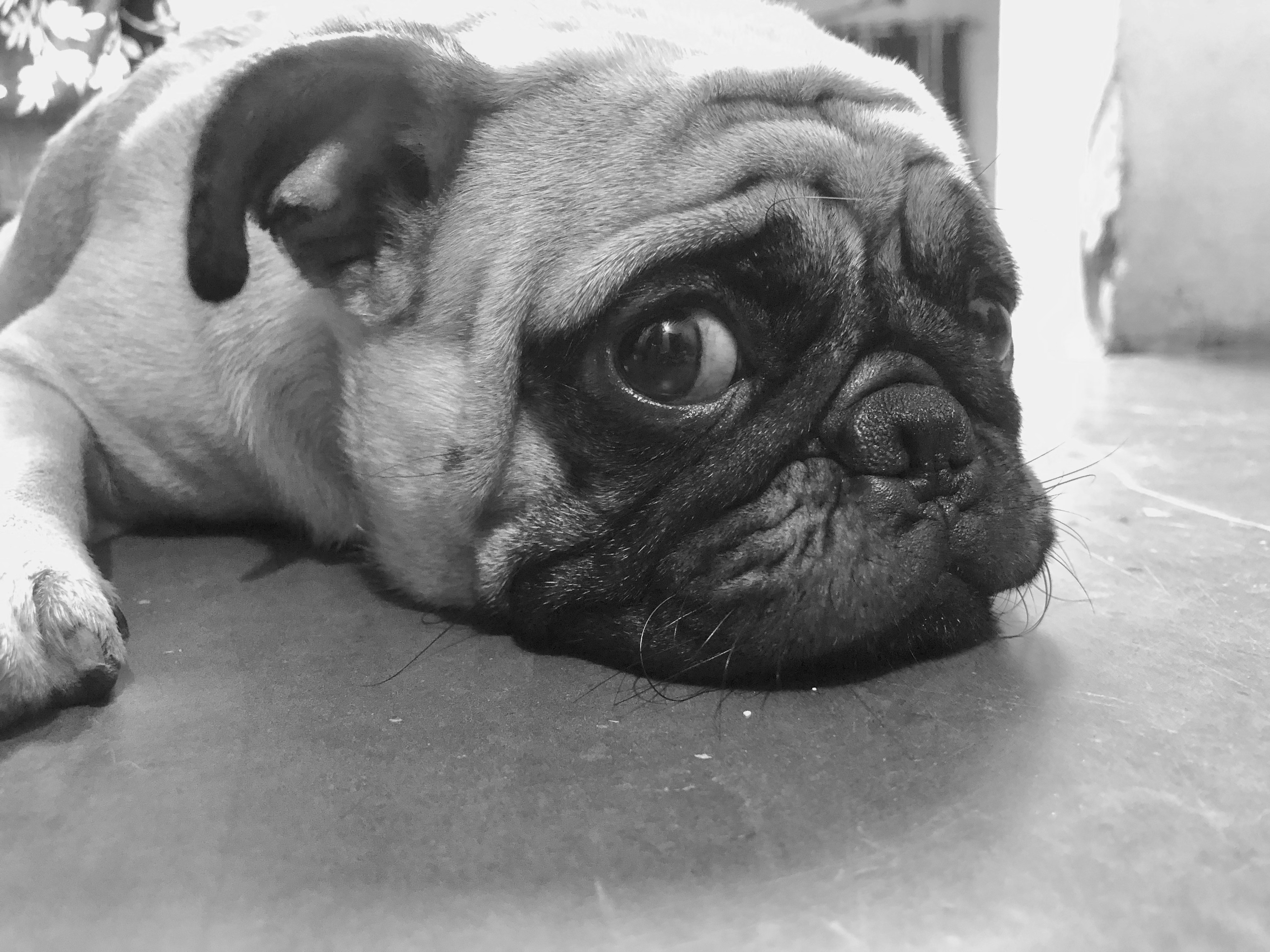 Klinikte yoğun iş temposu ve duygusal baskı altında çalışan, hayvan sağlığı ve maddi sorumluluklar arasındaki dengeyi temsil eden yorgun bir veteriner hekim.