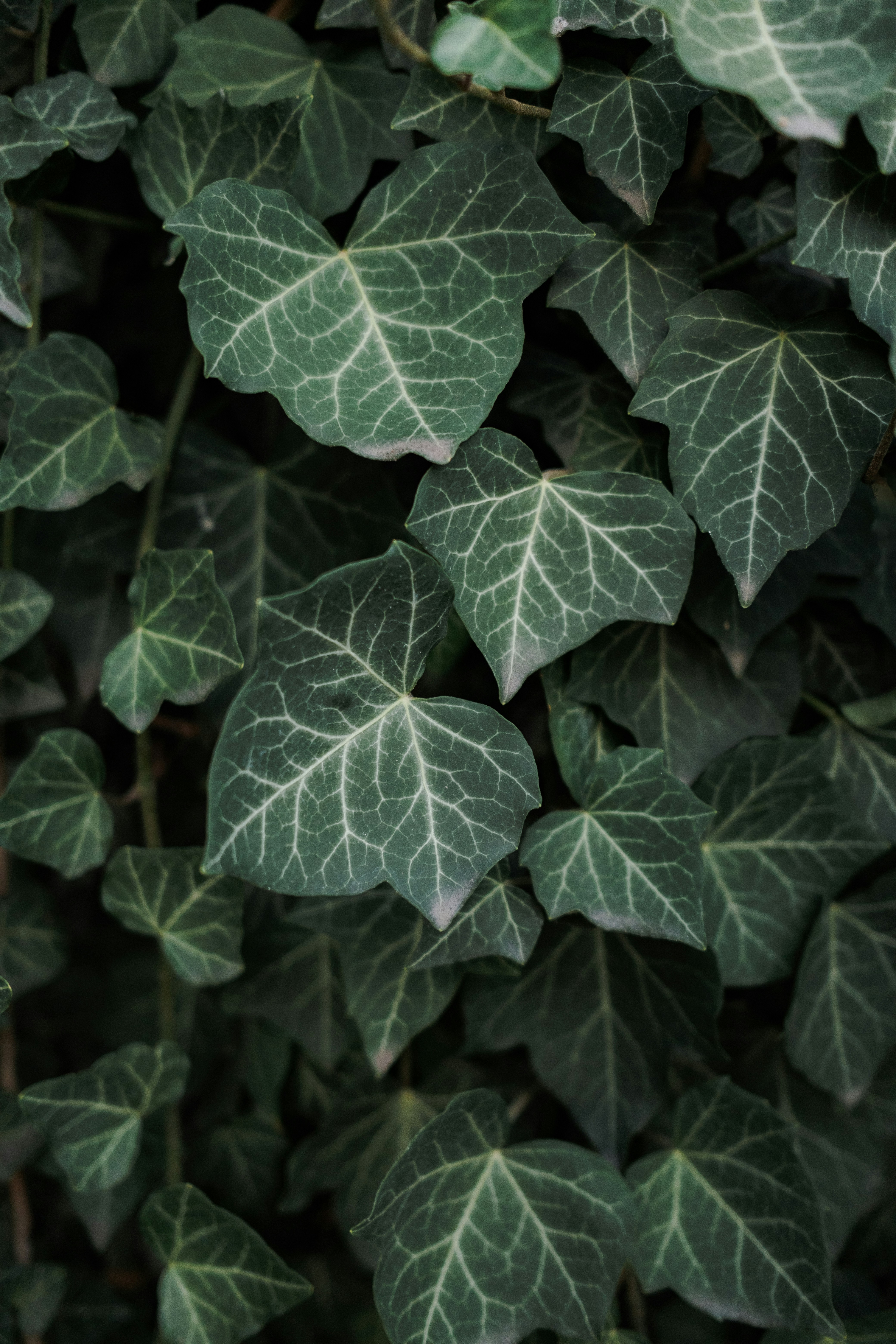 Photo by maksym_tymchyk