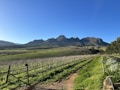 A picturesque landscape features a vineyard with rows of vines stretching into the distance under a clear blue sky. Majestic mountains rise in the background, creating a stunning backdrop. The path runs alongside the vineyard, flanked by greenery and trees, bathed in sunlight.