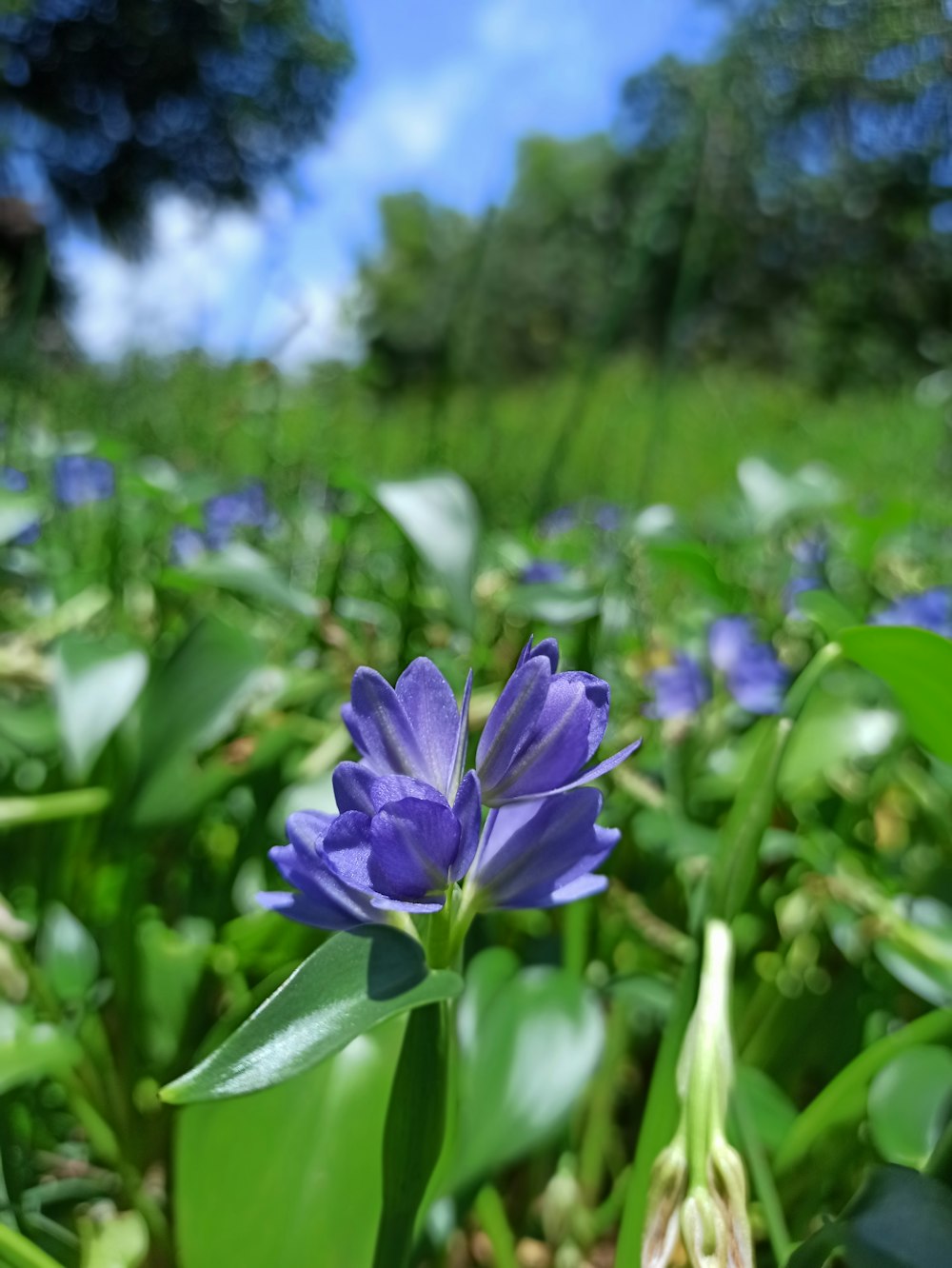 a purple flower is in the middle of a field