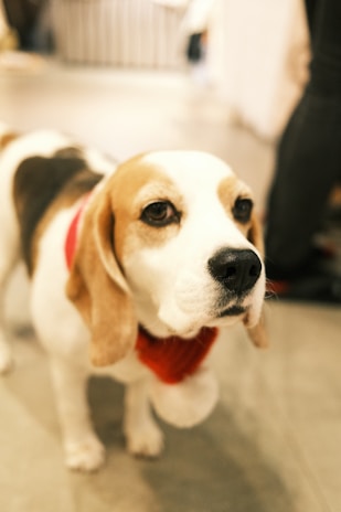 Close-up of a red scarf with white polka dots paired with a sleek engraved metal name tag on a curious beagle.