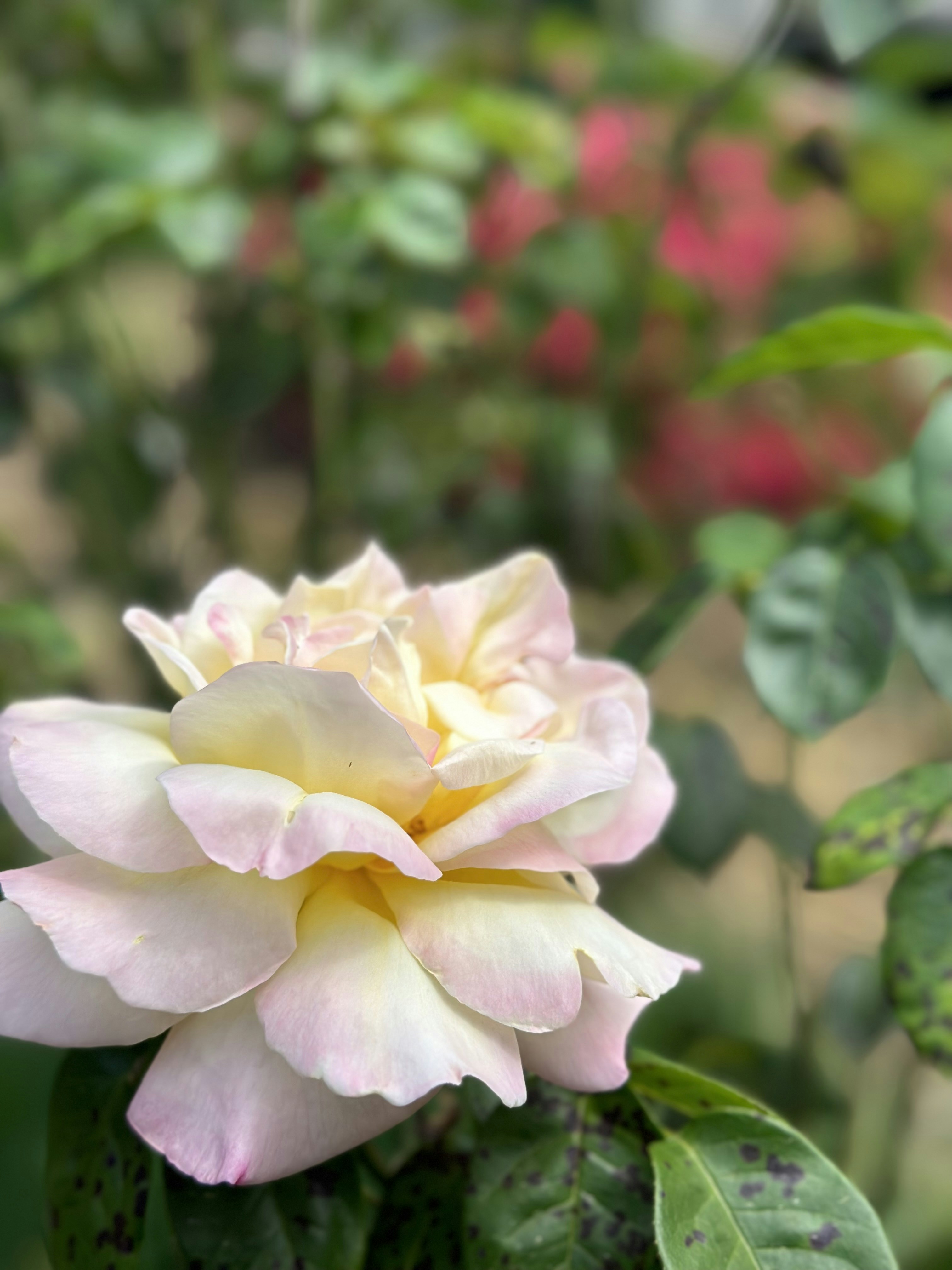 Photo by rouliwillow