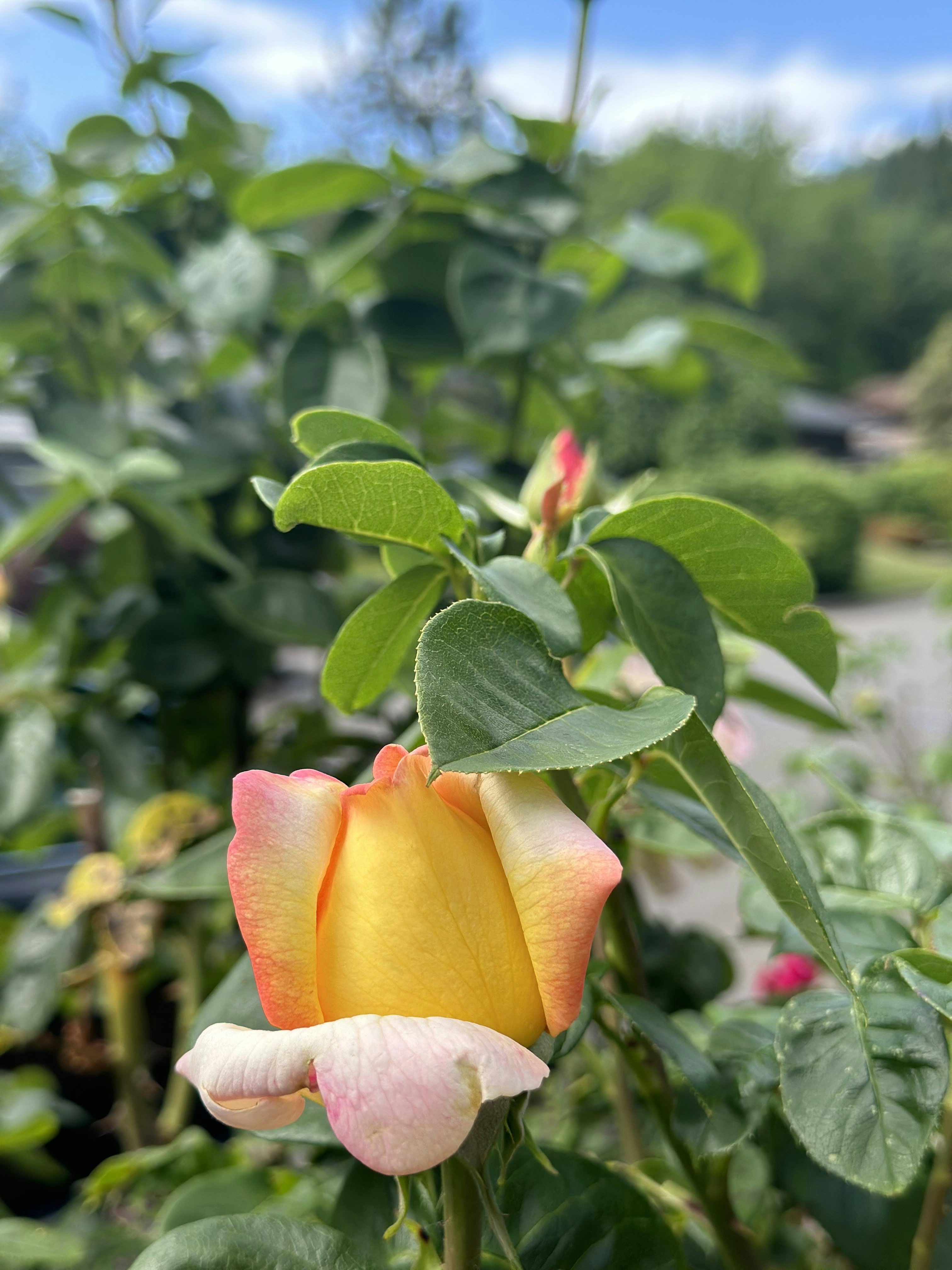 a yellow and pink rose in a garden